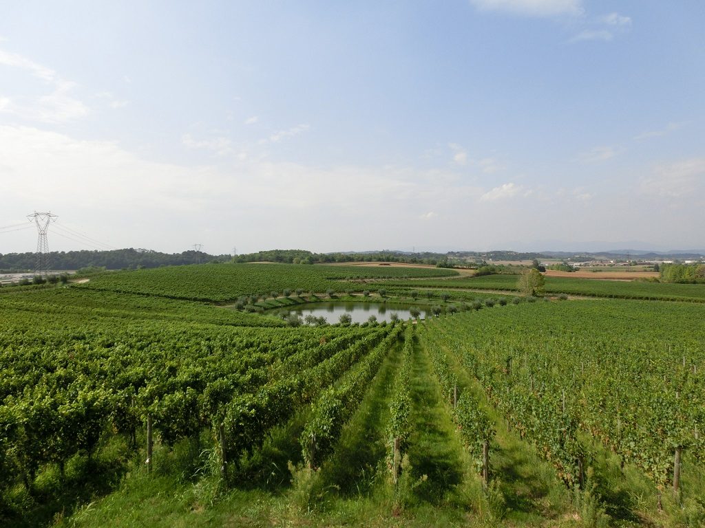ブドウ畑　ワイン